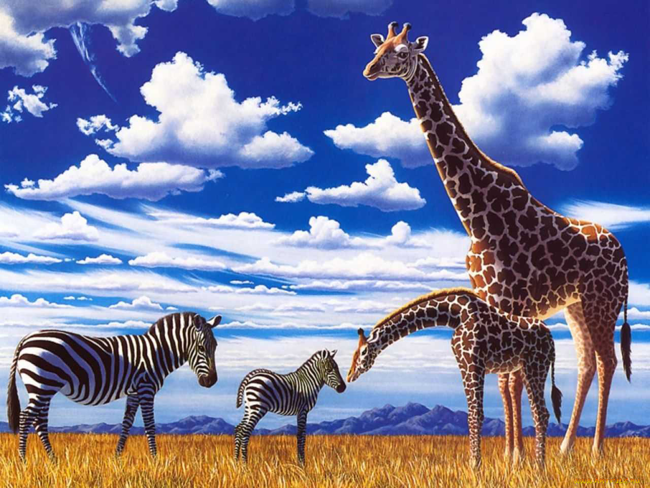 Жирафы и зебры